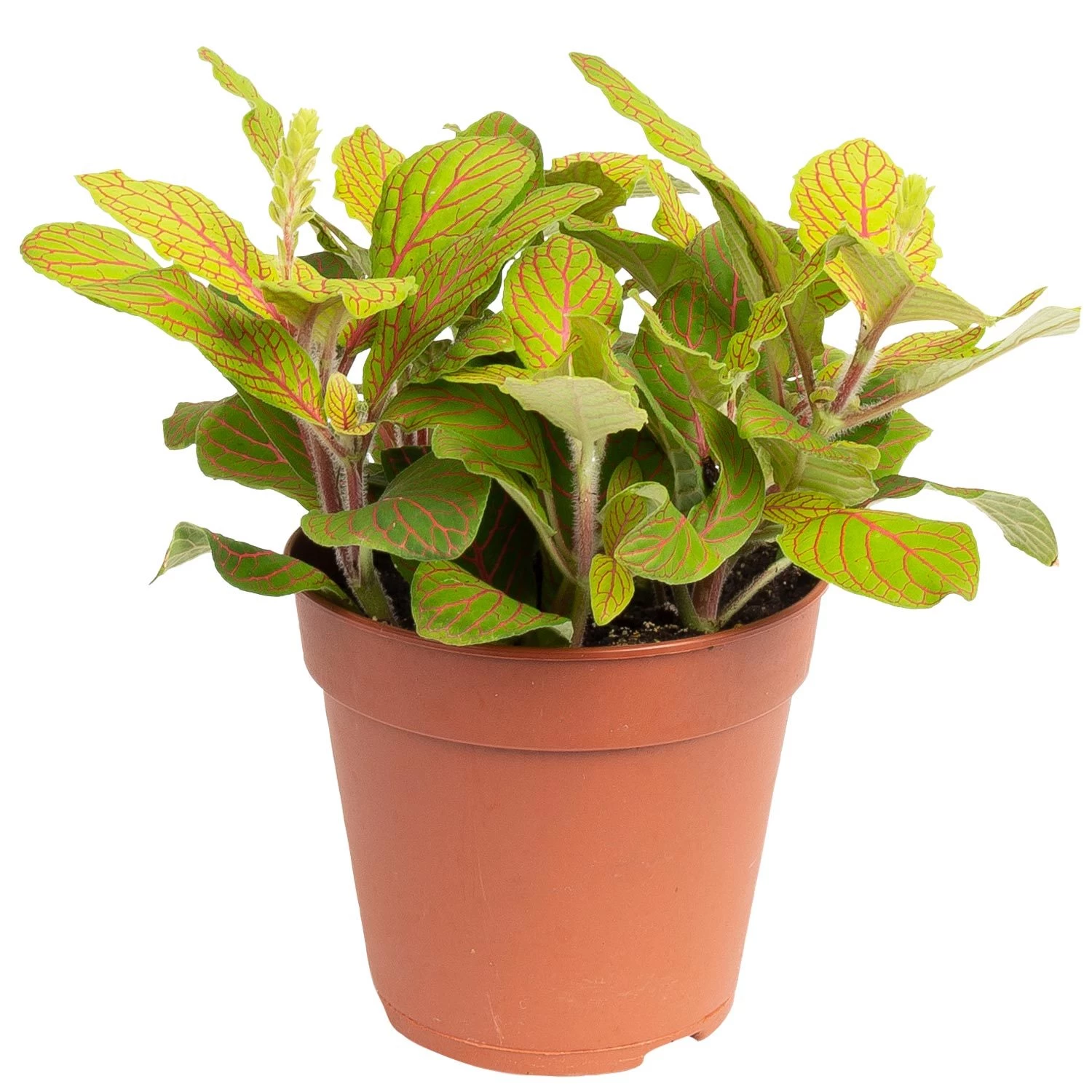 Grünpflanzen Trend-Mix Für Sonnig/halbschattige Standorte, Topf 12 Cm Ø 13 Grünpflanzen Trend-Mix Für Sonnig/halbschattige Standorte, Topf 12 Cm Ø – Bild 11