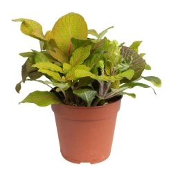 Grünpflanzen Trend-Mix Für Sonnig/halbschattige Standorte, Topf 12 Cm Ø 26 Grünpflanzen Trend-Mix Für Sonnig/halbschattige Standorte, Topf 12 Cm Ø -Pflanzen Paradies Verkauf 0220150063 5