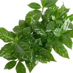 Grünpflanzen Trend-Mix Für Sonnig/halbschattige Standorte, Topf 12 Cm Ø 21 Grünpflanzen Trend-Mix Für Sonnig/halbschattige Standorte, Topf 12 Cm Ø -Pflanzen Paradies Verkauf 0220150064