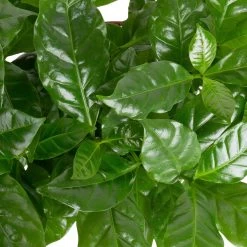 Grünpflanzen Trend-Mix Für Sonnig/halbschattige Standorte, Topf 12 Cm Ø 20 Grünpflanzen Trend-Mix Für Sonnig/halbschattige Standorte, Topf 12 Cm Ø -Pflanzen Paradies Verkauf 0220150064 1