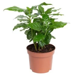 Grünpflanzen Trend-Mix Für Sonnig/halbschattige Standorte, Topf 12 Cm Ø 18 Grünpflanzen Trend-Mix Für Sonnig/halbschattige Standorte, Topf 12 Cm Ø -Pflanzen Paradies Verkauf 0220150064 1 1