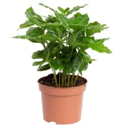 Grünpflanzen Trend-Mix Für Sonnig/halbschattige Standorte, Topf 12 Cm Ø 19 Grünpflanzen Trend-Mix Für Sonnig/halbschattige Standorte, Topf 12 Cm Ø -Pflanzen Paradies Verkauf 0220150064 2