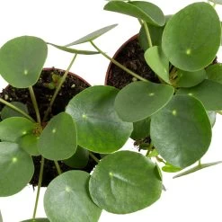 Grünpflanzen Trend-Mix Für Sonnig/halbschattige Standorte, Topf 12 Cm Ø 25 Grünpflanzen Trend-Mix Für Sonnig/halbschattige Standorte, Topf 12 Cm Ø -Pflanzen Paradies Verkauf 0220150064 6