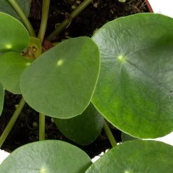 Grünpflanzen Trend-Mix Für Sonnig/halbschattige Standorte, Topf 12 Cm Ø 24 Grünpflanzen Trend-Mix Für Sonnig/halbschattige Standorte, Topf 12 Cm Ø -Pflanzen Paradies Verkauf 0220150064 6 1