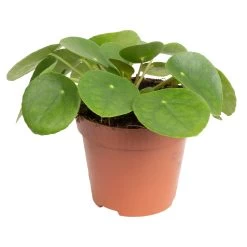 Grünpflanzen Trend-Mix Für Sonnig/halbschattige Standorte, Topf 12 Cm Ø 22 Grünpflanzen Trend-Mix Für Sonnig/halbschattige Standorte, Topf 12 Cm Ø -Pflanzen Paradies Verkauf 0220150064 7