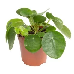 Grünpflanzen Trend-Mix Für Sonnig/halbschattige Standorte, Topf 12 Cm Ø 23 Grünpflanzen Trend-Mix Für Sonnig/halbschattige Standorte, Topf 12 Cm Ø -Pflanzen Paradies Verkauf 0220150064 8