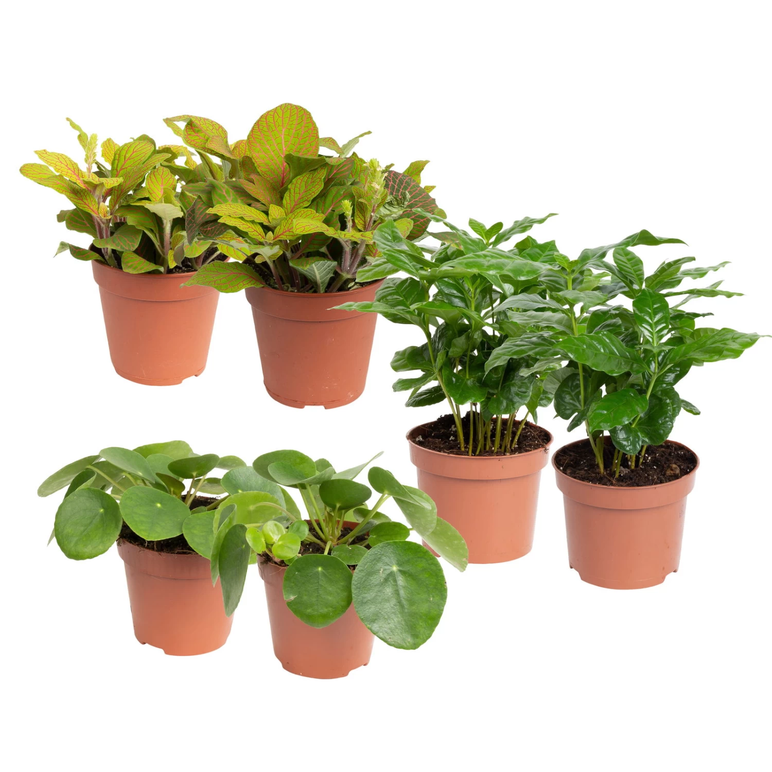 Grünpflanzen Trend-Mix Für Sonnig/halbschattige Standorte, Topf 12 Cm Ø 3 Grünpflanzen Trend-Mix Für Sonnig/halbschattige Standorte, Topf 12 Cm Ø