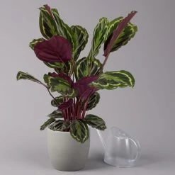 Calathea 'Medallion', Topf-Ø 19 Cm, Höhe Ca. 85 Cm -Pflanzen Paradies Verkauf 0220160008 Calathea Medaillon 19cm 3 109549