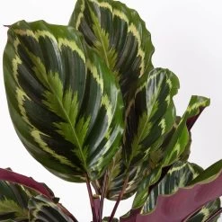 Calathea 'Medallion', Topf-Ø 19 Cm, Höhe Ca. 85 Cm -Pflanzen Paradies Verkauf 0220160008 Calathea Medaillon 19cm 4 109550