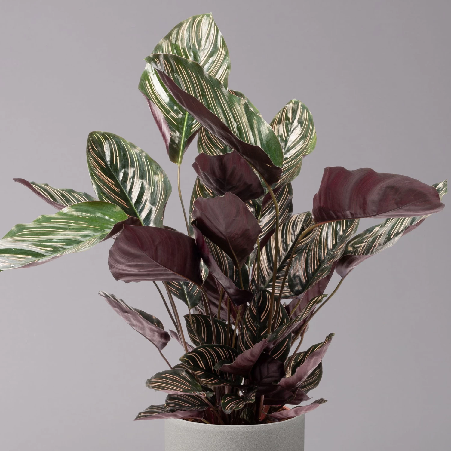 Calathea Ornata, Topf-Ø 19 Cm, Höhe Ca. 65-85 Cm 4 Calathea Ornata, Topf-Ø 19 Cm, Höhe Ca. 65-85 Cm – Bild 2