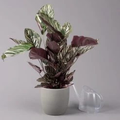 Calathea Ornata, Topf-Ø 19 Cm, Höhe Ca. 65-85 Cm 10 Calathea Ornata, Topf-Ø 19 Cm, Höhe Ca. 65-85 Cm -Pflanzen Paradies Verkauf 0220160024 Calathea ornata Sandriana 3 109167