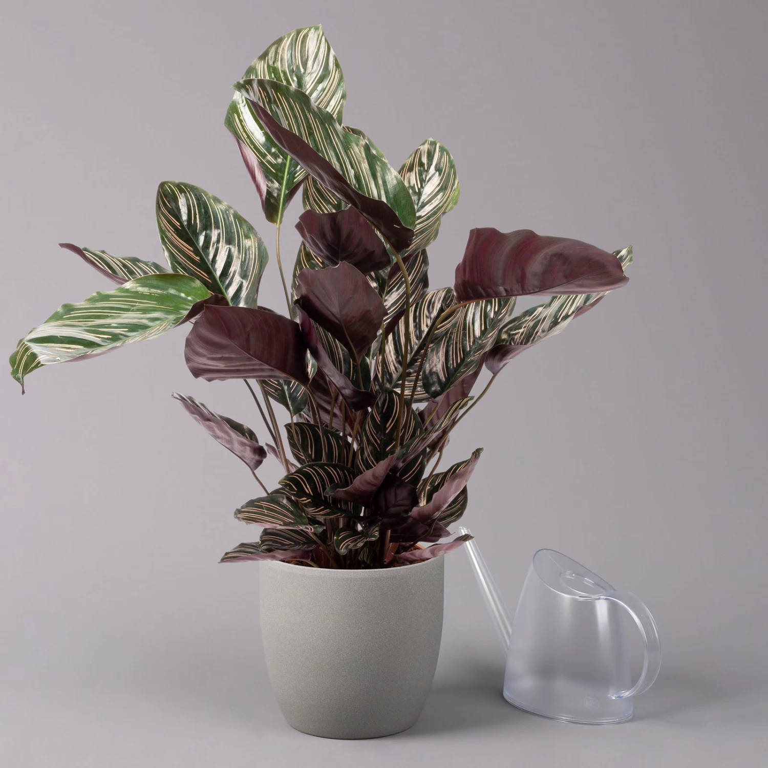 Calathea Ornata, Topf-Ø 19 Cm, Höhe Ca. 65-85 Cm 5 Calathea Ornata, Topf-Ø 19 Cm, Höhe Ca. 65-85 Cm – Bild 3