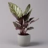 Calathea Ornata, Topf-Ø 14 Cm, Höhe Ca. 50 Cm -Pflanzen Paradies Verkauf 0220160026 Calathea sanderiana Ornata 12