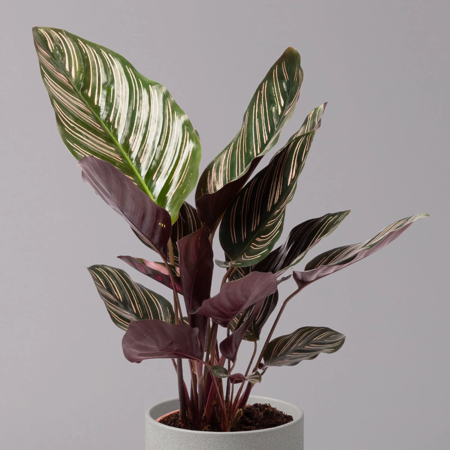 Calathea Ornata, Topf-Ø 14 Cm, Höhe Ca. 50 Cm 4 Calathea Ornata, Topf-Ø 14 Cm, Höhe Ca. 50 Cm – Bild 2