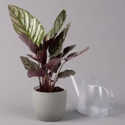 Calathea Ornata, Topf-Ø 14 Cm, Höhe Ca. 50 Cm 10 Calathea Ornata, Topf-Ø 14 Cm, Höhe Ca. 50 Cm -Pflanzen Paradies Verkauf 0220160026 Calathea sanderiana Ornata 3