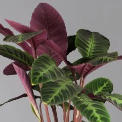 Calathea Warscewiczii, Topf-Ø 21 Cm. Höhe Ca. 80 Cm 9 Calathea Warscewiczii, Topf-Ø 21 Cm. Höhe Ca. 80 Cm -Pflanzen Paradies Verkauf 0220160163 Calathea warscewiczii 21cm Topf 1 124585