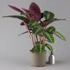 Calathea Warscewiczii, Topf-Ø 21 Cm. Höhe Ca. 80 Cm -Pflanzen Paradies Verkauf 0220160163 Calathea warscewiczii 21cm Topf 124584