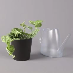 Gefleckte Efeutute 'Argyraeus, Inkl. Keramitopf Dallas Anthrazit, Topf 12 Cm Ø -Pflanzen Paradies Verkauf 0220180212 Scind pict Argyraeus Topf Dallas anthrazit 3