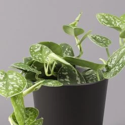 Gefleckte Efeutute 'Argyraeus, In Keramiktopf Anthrazit, Topf-Ø 12cm, 2er-Set -Pflanzen Paradies Verkauf 0220180213 Scind pict Argyraeus Topf Dallas anthrazit 2