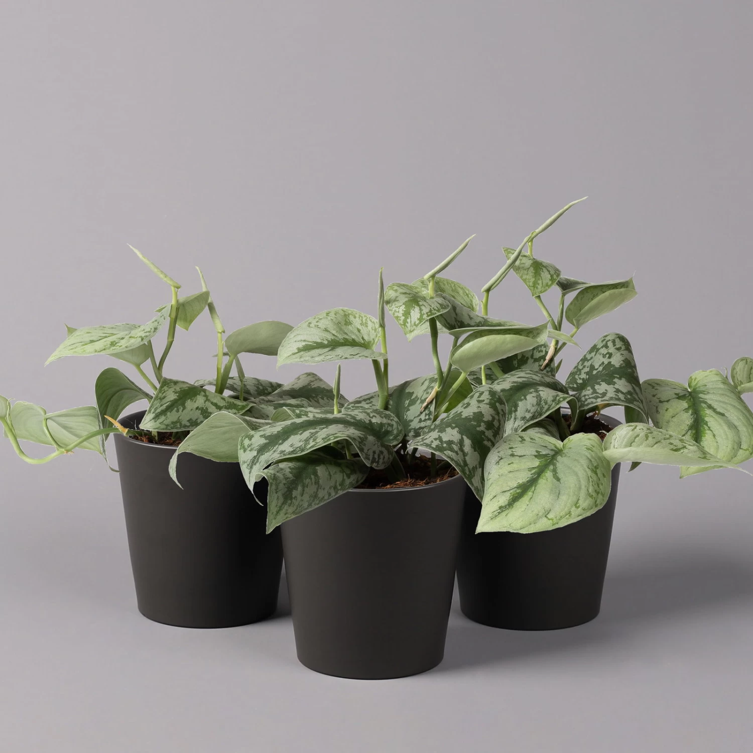 Gefleckte Efeutute 'Trebie' In Keramiktopf Anthrazit, Topf-Ø 12 Cm, 3er-Set 3 Gefleckte Efeutute 'Trebie' In Keramiktopf Anthrazit, Topf-Ø 12 Cm, 3er-Set