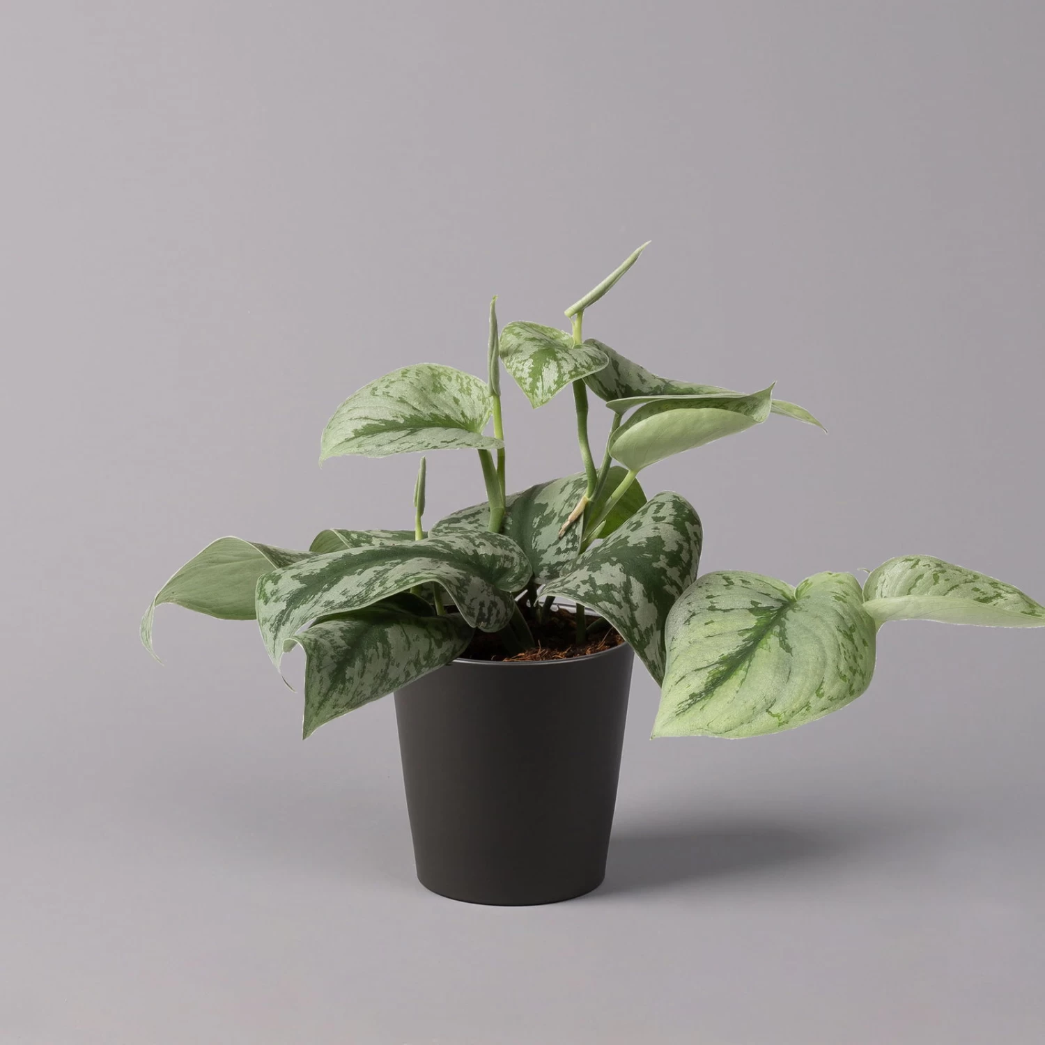 Gefleckte Efeutute 'Trebie' In Keramiktopf Anthrazit, Topf-Ø 12 Cm, 3er-Set 4 Gefleckte Efeutute 'Trebie' In Keramiktopf Anthrazit, Topf-Ø 12 Cm, 3er-Set – Bild 2