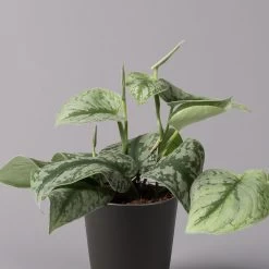 Gefleckte Efeutute 'Trebie' In Keramiktopf Anthrazit, Topf-Ø 12 Cm, 3er-Set 13 Gefleckte Efeutute 'Trebie' In Keramiktopf Anthrazit, Topf-Ø 12 Cm, 3er-Set -Pflanzen Paradies Verkauf 0220180215 Scindapsus pictus Trebie mit Dallas anth 12cm WS 2