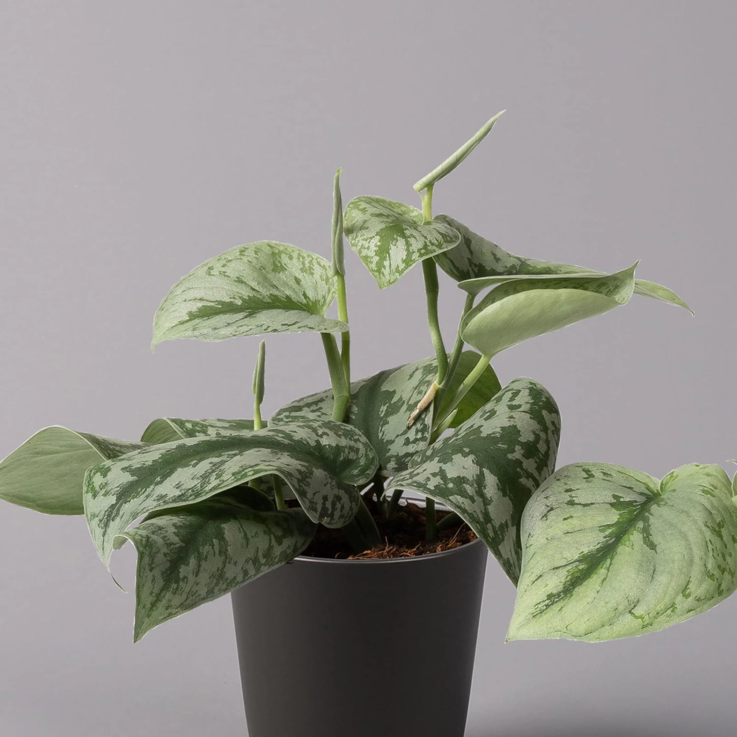 Gefleckte Efeutute 'Trebie' In Keramiktopf Anthrazit, Topf-Ø 12 Cm, 3er-Set 5 Gefleckte Efeutute 'Trebie' In Keramiktopf Anthrazit, Topf-Ø 12 Cm, 3er-Set – Bild 3