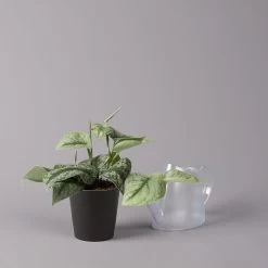 Gefleckte Efeutute 'Trebie' In Keramiktopf Anthrazit, Topf-Ø 12 Cm, 3er-Set 14 Gefleckte Efeutute 'Trebie' In Keramiktopf Anthrazit, Topf-Ø 12 Cm, 3er-Set -Pflanzen Paradies Verkauf 0220180215 Scindapsus pictus Trebie mit Dallas anth 12cm WS 3