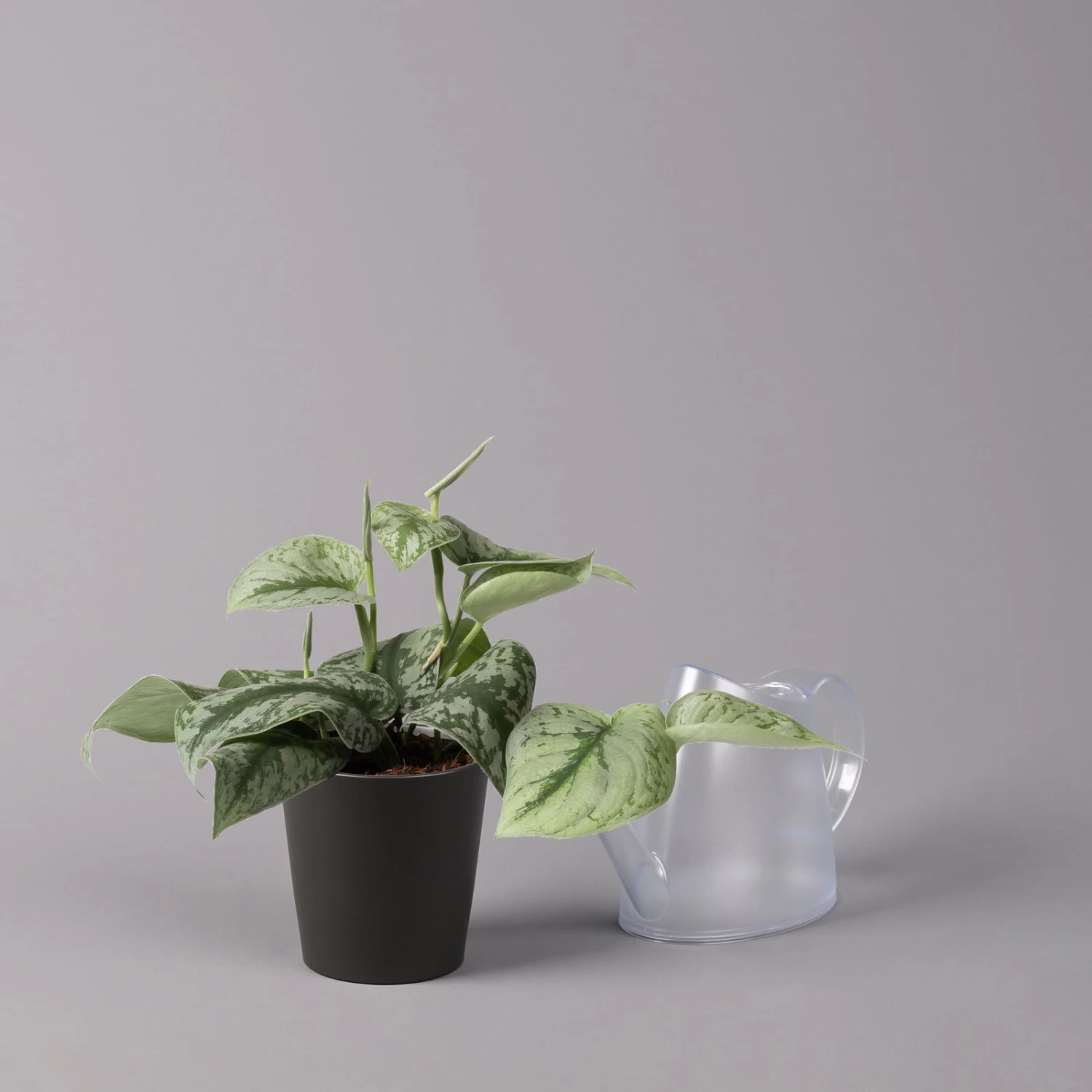 Gefleckte Efeutute 'Trebie' In Keramiktopf Anthrazit, Topf-Ø 12 Cm, 3er-Set 6 Gefleckte Efeutute 'Trebie' In Keramiktopf Anthrazit, Topf-Ø 12 Cm, 3er-Set – Bild 4