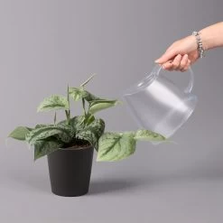 Gefleckte Efeutute 'Trebie' In Keramiktopf Anthrazit, Topf-Ø 12 Cm, 3er-Set 15 Gefleckte Efeutute 'Trebie' In Keramiktopf Anthrazit, Topf-Ø 12 Cm, 3er-Set -Pflanzen Paradies Verkauf 0220180215 Scindapsus pictus Trebie mit Dallas anth 12cm WS 4