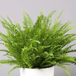 Pflanzen Paradies Verkauf -Pflanzen Paradies Verkauf 0220190112 Nephrolepis exaltata im Topf Tusca T17 WS 1 Ausschnitt