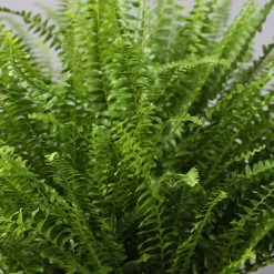 Schwertfarn In Topf Tusca, Topf-Ø 17 Cm, Höhe Ca. 30 - 45 Cm -Pflanzen Paradies Verkauf 0220190112 Nephrolepis exaltata im Topf Tusca T17 WS 6