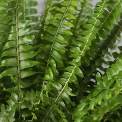 Schwertfarn In Topf Tusca, Topf-Ø 17 Cm, Höhe Ca. 30 - 45 Cm -Pflanzen Paradies Verkauf 0220190112 Nephrolepis exaltata im Topf Tusca T17 WS 9