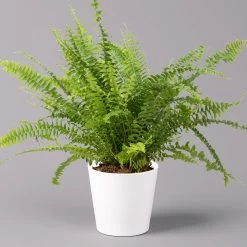 Pflanzen Paradies Verkauf -Pflanzen Paradies Verkauf 0220190124 Nephrolep Green Lady Dallas weiss 1 1