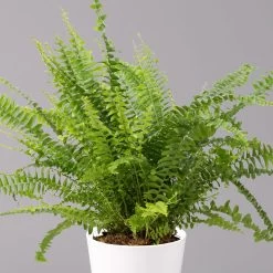 Schwertfarn 'Green Lady' In Keramiktopf Weiß, Topf-Ø12cm, Höhe Ca 35 Cm, 2er-Set -Pflanzen Paradies Verkauf 0220190124 Nephrolep Green Lady Dallas weiss 2