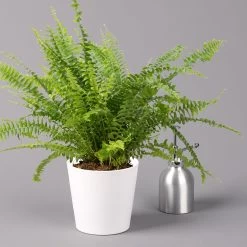 Schwertfarn 'Green Lady' In Keramiktopf Weiß, Topf-Ø12cm, Höhe Ca 35 Cm, 2er-Set -Pflanzen Paradies Verkauf 0220190124 Nephrolep Green Lady Dallas weiss 3