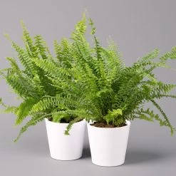 Schwertfarn 'Green Lady' In Keramiktopf Weiß, Topf-Ø12cm, Höhe Ca 35 Cm, 2er-Set