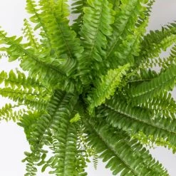 Schwertfarn 'Green Lady' In Keramiktopf Weiß, Topf-Ø12cm, Höhe Ca 35 Cm, 2er-Set -Pflanzen Paradies Verkauf 0220190136 Nephrolepis exaltata Green Lady 5