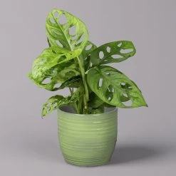 Monstera Adansonii In Keramiktopf Bergamo Grün, Topf-Ø 12 Cm, Höhe Ca. 25 Cm