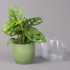 Monstera Adansonii In Keramiktopf Bergamo Grün, Topf-Ø 12 Cm, Höhe Ca. 25 Cm -Pflanzen Paradies Verkauf 0220350098 Monstera adans in Uebertopf Bergamo gruen 3