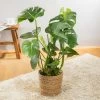 Monstera Deliciosa In Korb Osaka, Topf-Ø 21 Cm, Höhe Ca. 50-70 Cm -Pflanzen Paradies Verkauf 0220350107 Monstera gro mit Korb Osaka 121777