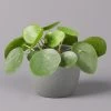 Pilea Peperomioides, Topf-Ø 12 Cm, Höhe Ca. 20 Cm -Pflanzen Paradies Verkauf 0220450178 Pilea peperomoides T12 12
