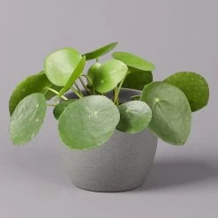 Pilea Peperomioides, Topf-Ø 12 Cm, Höhe Ca. 20 Cm
