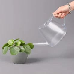 Pilea Peperomioides, Topf-Ø 12 Cm, Höhe Ca. 20 Cm -Pflanzen Paradies Verkauf 0220450178 Pilea peperomoides T12 32