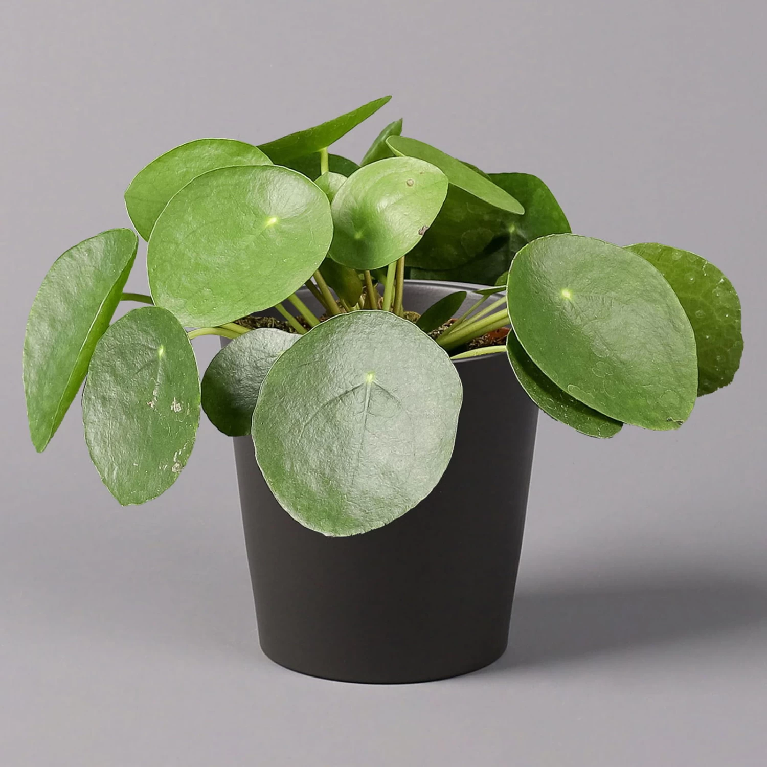Pilea Peperomioides In Topf Anthrazit, Topf-Ø 12 Cm, H: Ca. 20 Cm, 3er-Set 4 Pilea Peperomioides In Topf Anthrazit, Topf-Ø 12 Cm, H: Ca. 20 Cm, 3er-Set – Bild 2