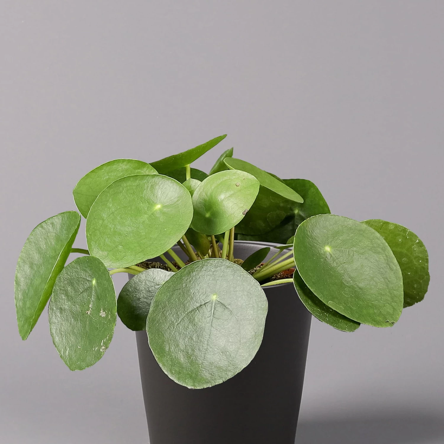 Pilea Peperomioides In Topf Anthrazit, Topf-Ø 12 Cm, H: Ca. 20 Cm, 3er-Set 5 Pilea Peperomioides In Topf Anthrazit, Topf-Ø 12 Cm, H: Ca. 20 Cm, 3er-Set – Bild 3