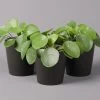 Pilea Peperomioides In Topf Anthrazit, Topf-Ø 12 Cm, H: Ca. 20 Cm, 3er-Set -Pflanzen Paradies Verkauf 0220450180 Pilea peperomioides Dallas anthrazit 3er Set2