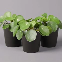 Pilea Peperomioides In Topf Anthrazit, Topf-Ø 12 Cm, H: Ca. 20 Cm, 3er-Set