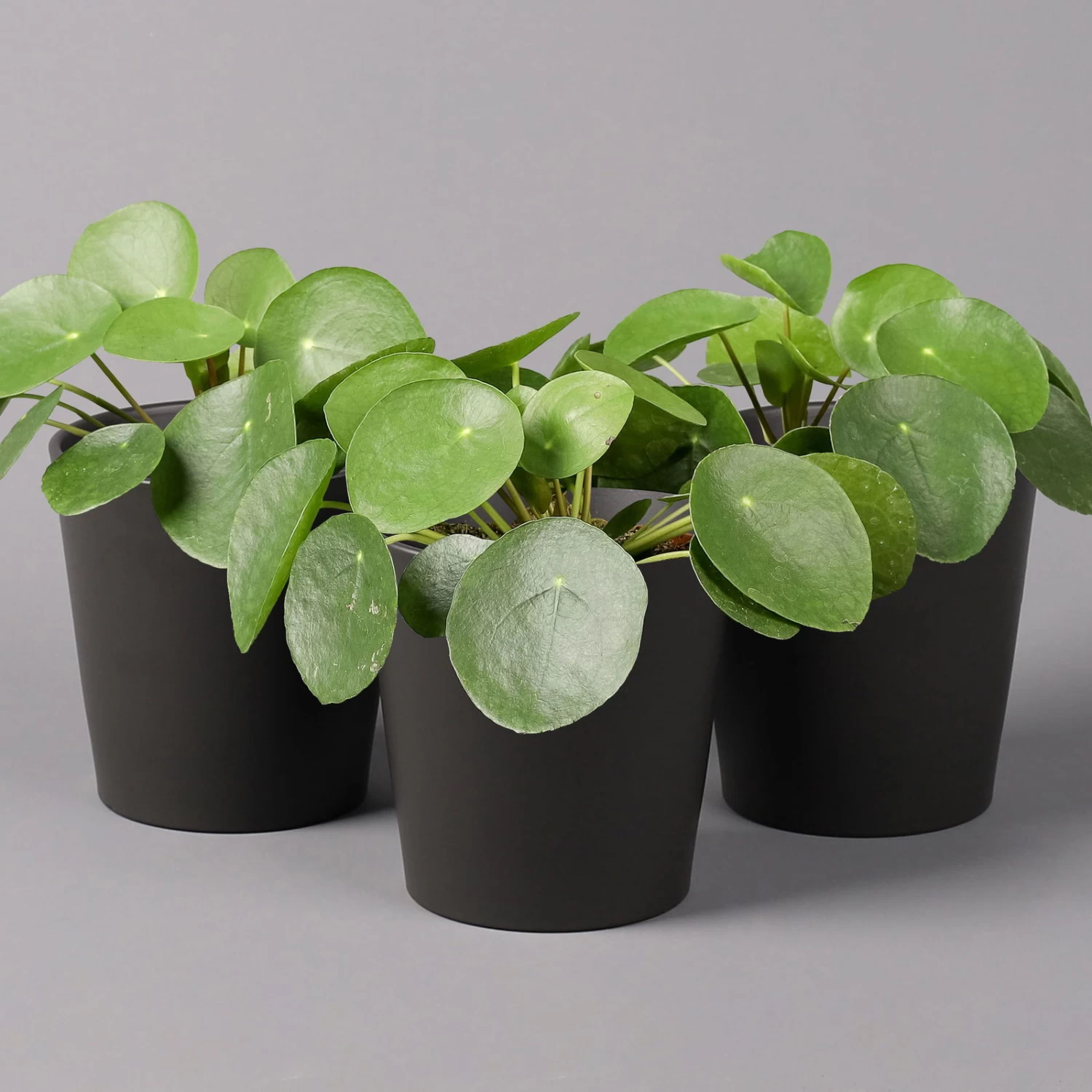 Pilea Peperomioides In Topf Anthrazit, Topf-Ø 12 Cm, H: Ca. 20 Cm, 3er-Set 3 Pilea Peperomioides In Topf Anthrazit, Topf-Ø 12 Cm, H: Ca. 20 Cm, 3er-Set