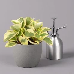 Peperomia, Verschiedene Arten Nach Verfügbarkeit, Topf-Ø 12 Cm, Höhe Ca. 20 Cm -Pflanzen Paradies Verkauf 0220450196 Peperomia Mix 12cm 3er Set 3